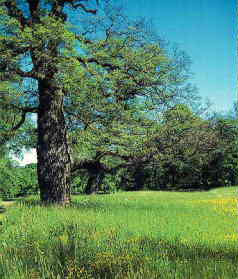 A general guide to genealogy and your family tree.